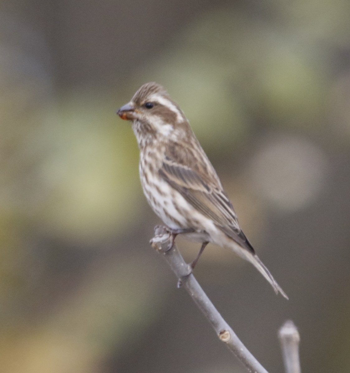 Purple Finch - ML645203074