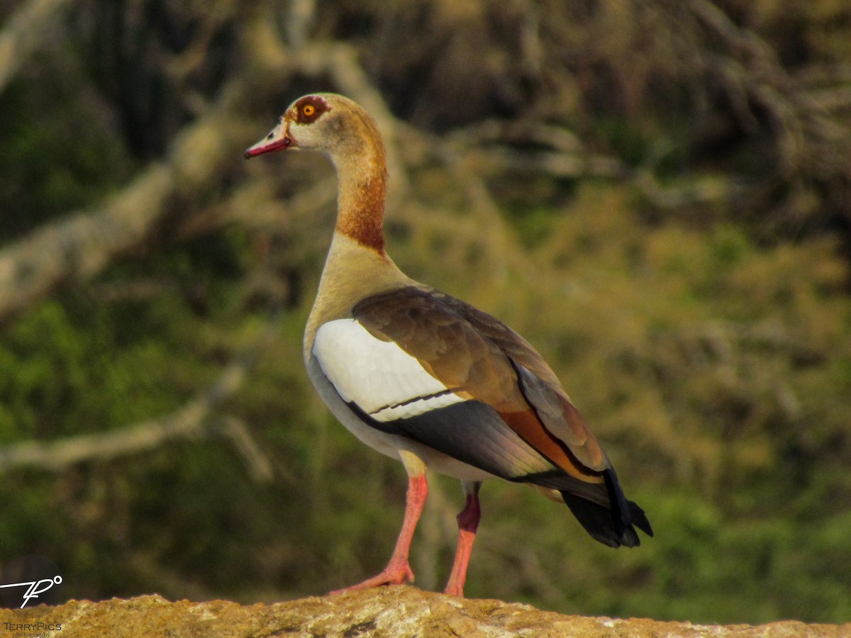 Egyptian Goose - ML645203086