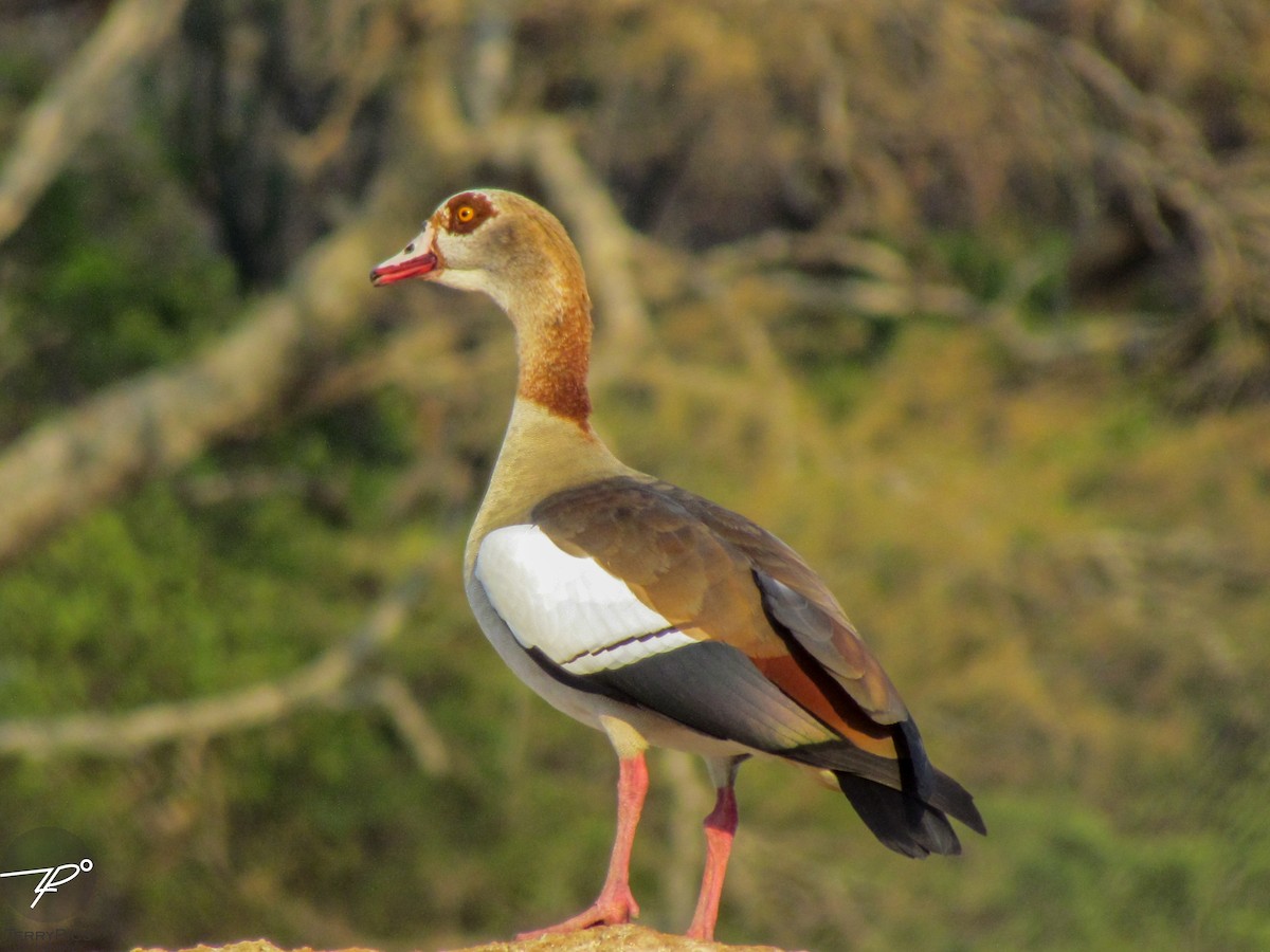 Egyptian Goose - ML645203087