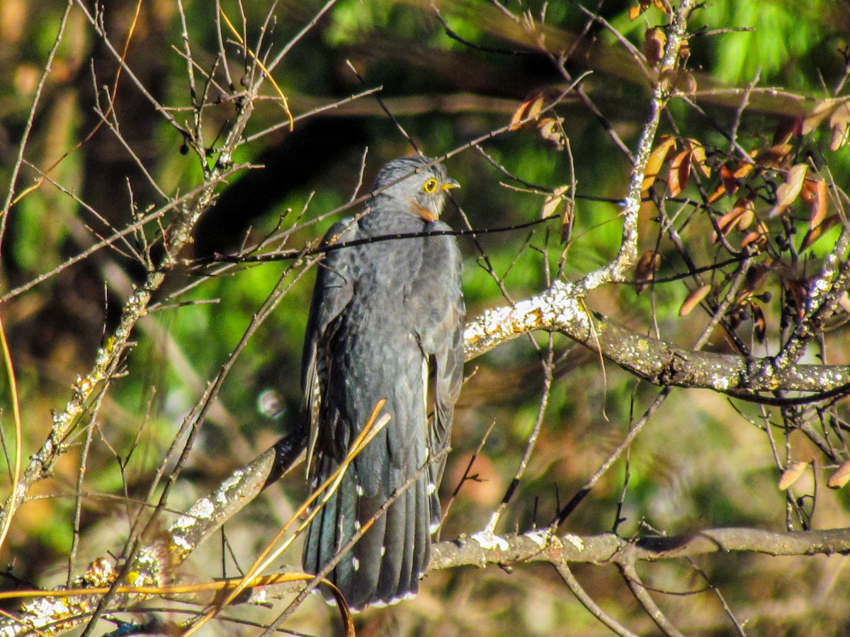 Red-chested Cuckoo - ML645203098