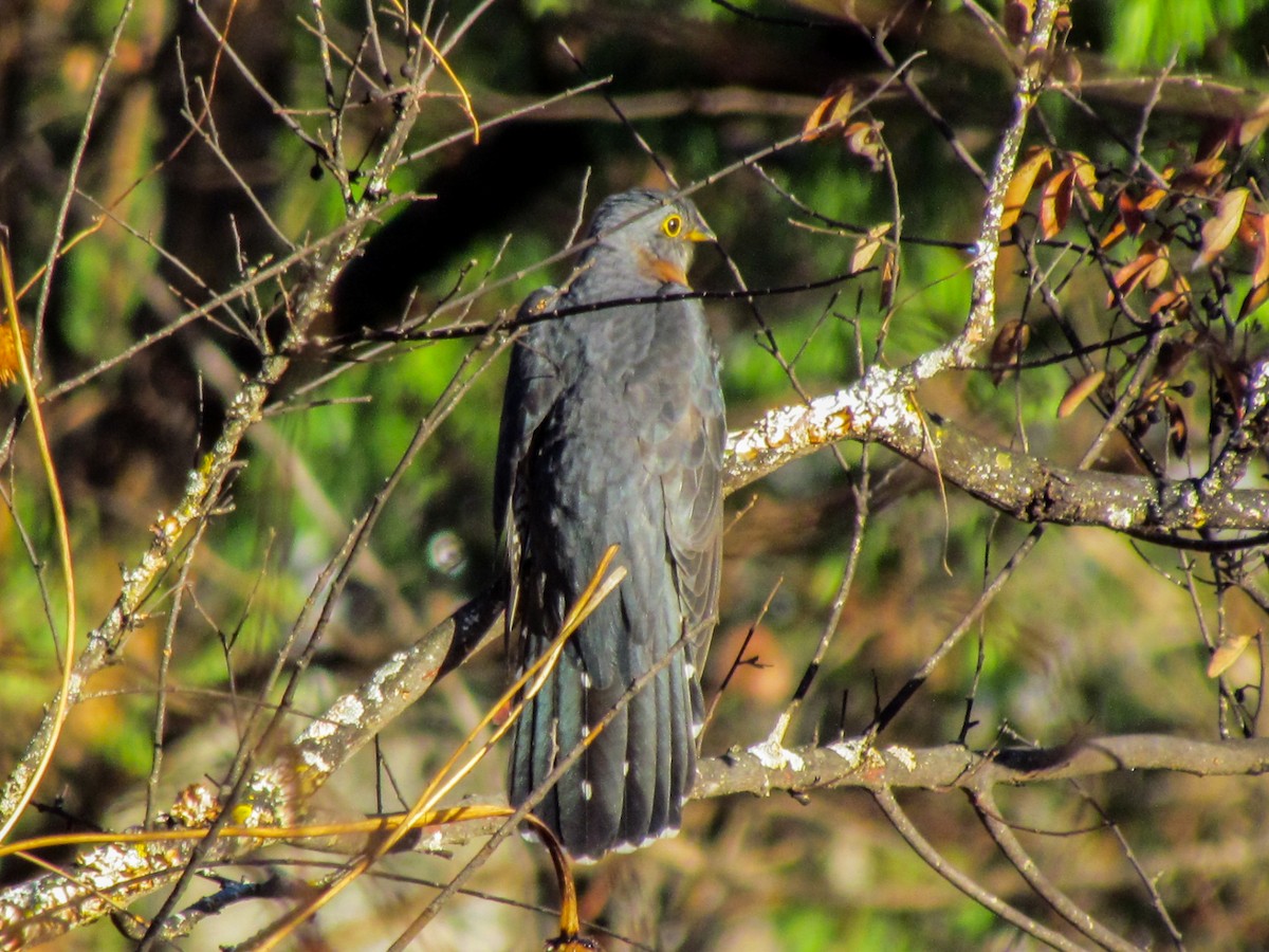 Red-chested Cuckoo - ML645203099