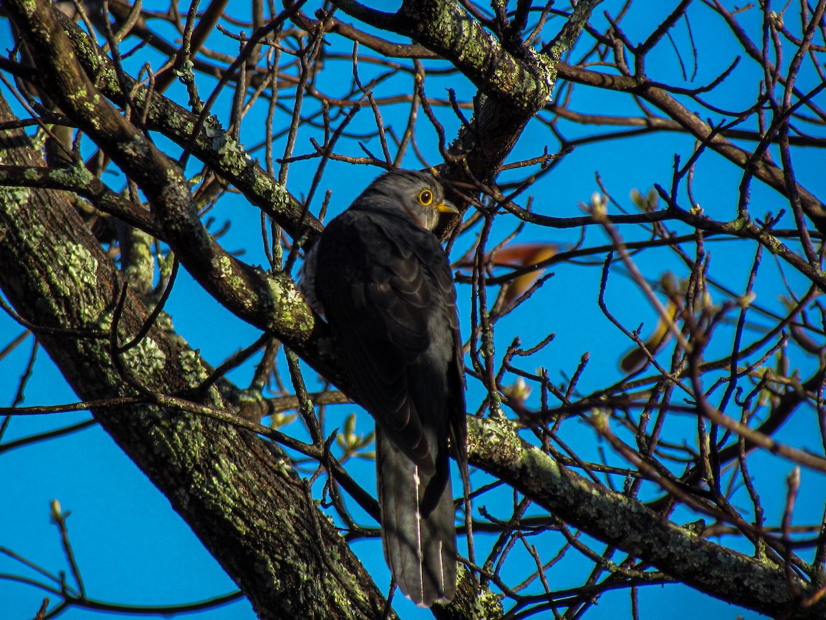 Red-chested Cuckoo - ML645203100
