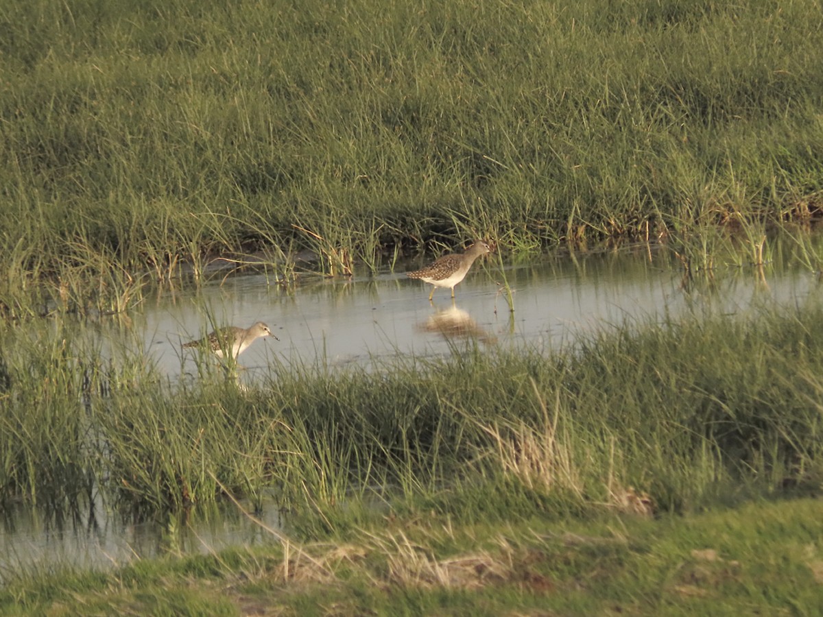 vodouš bahenní - ML645203101