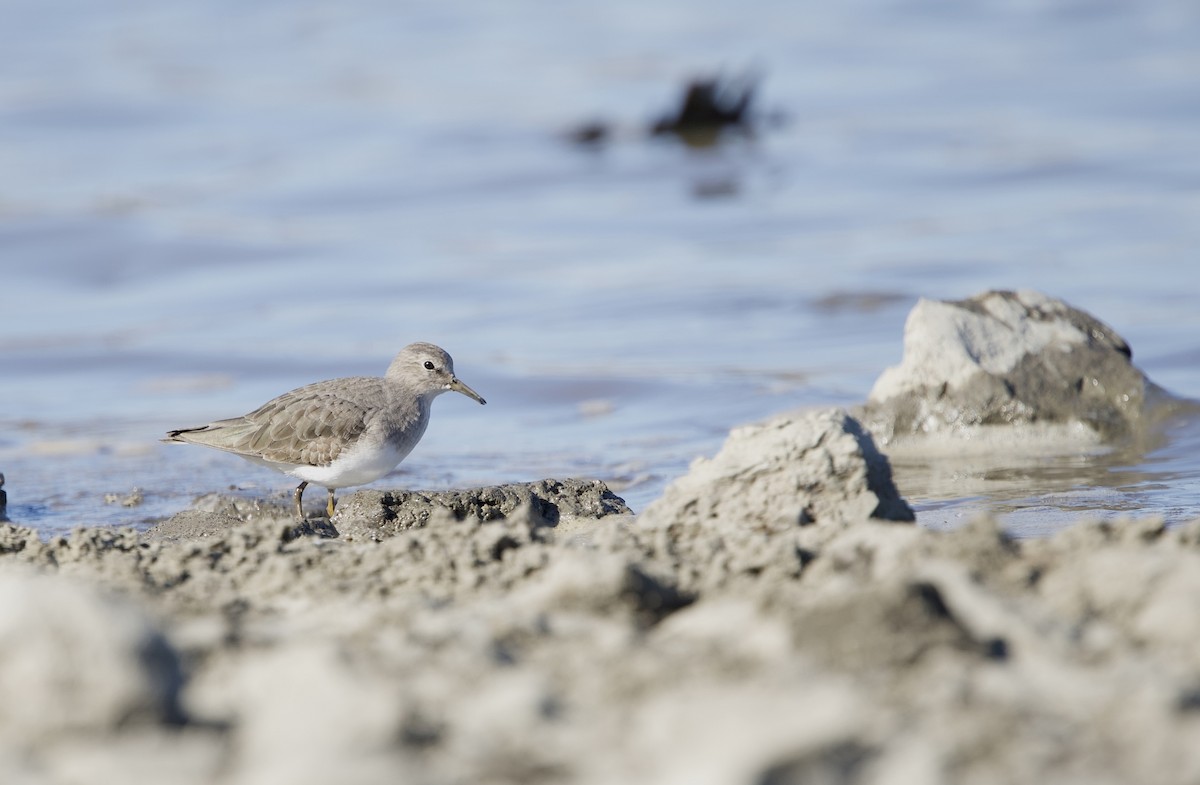 temmincksnipe - ML645203102