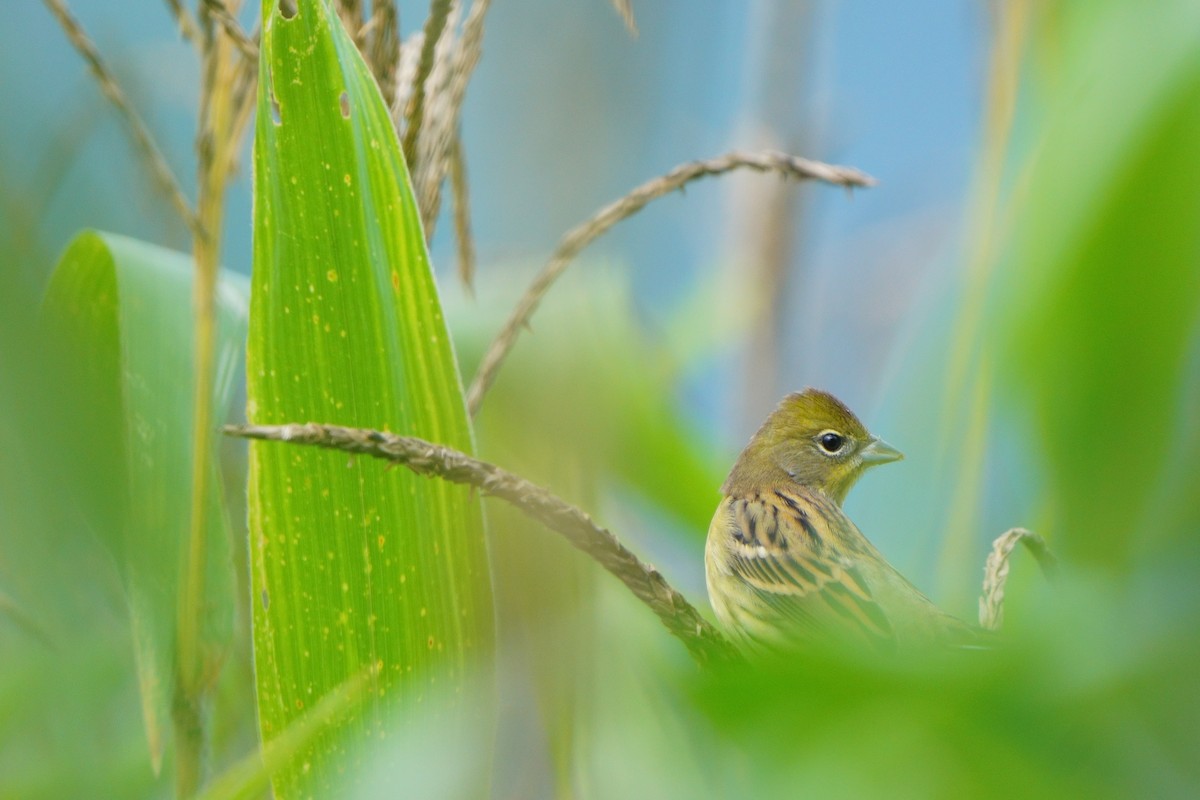 Yellow Bunting - ML645203106