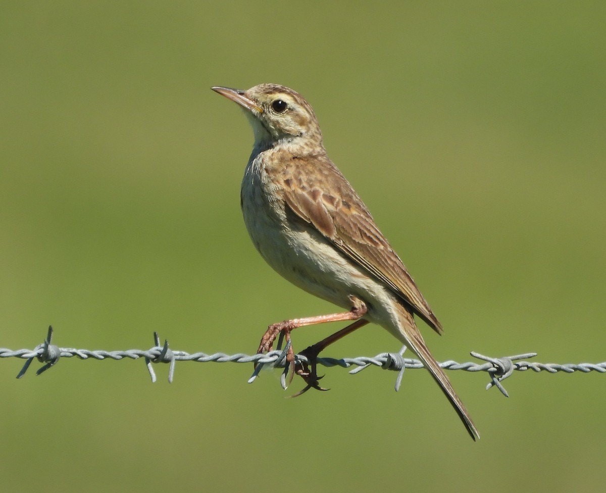 Australian Pipit - ML645203108