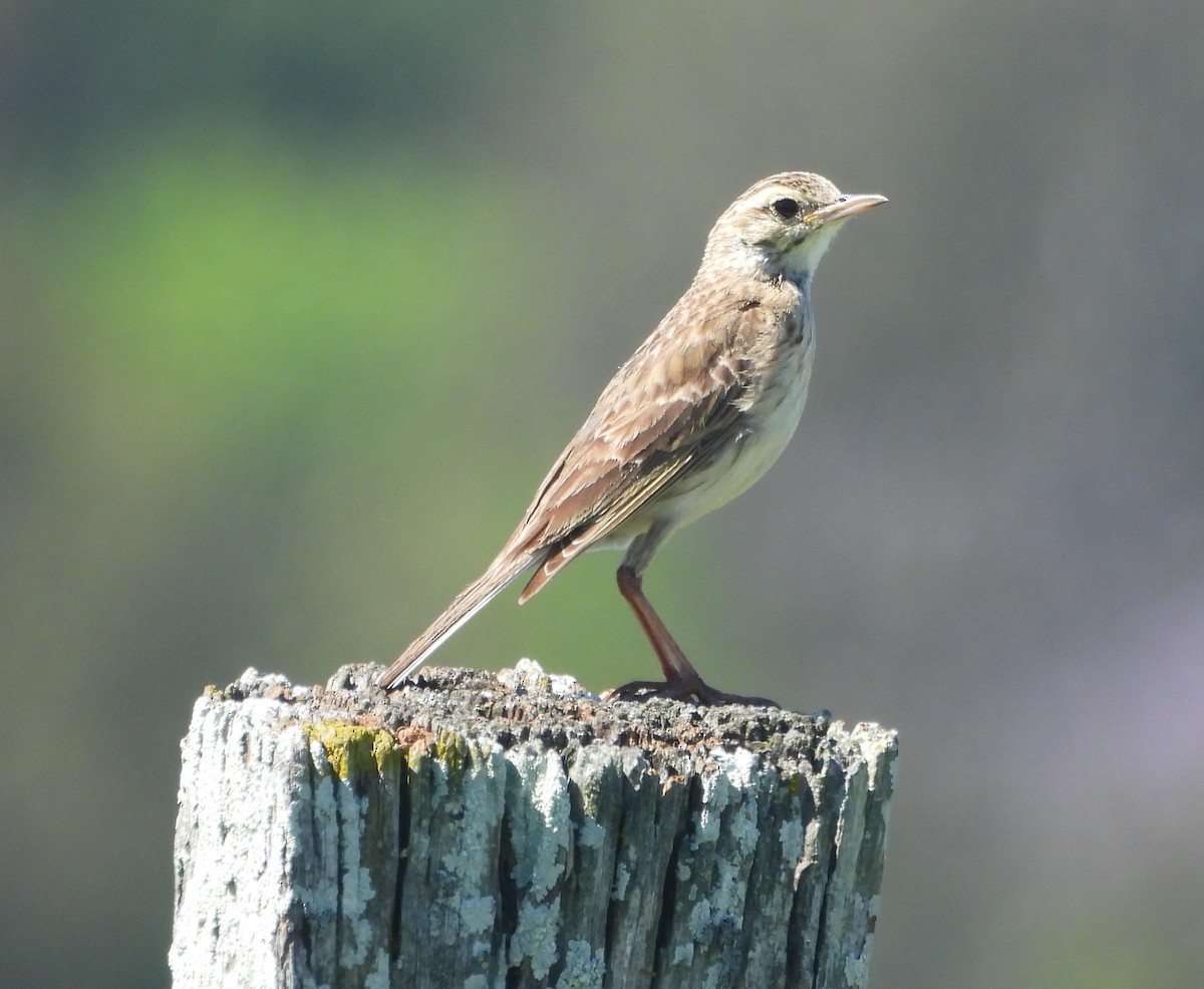 Australian Pipit - ML645203109