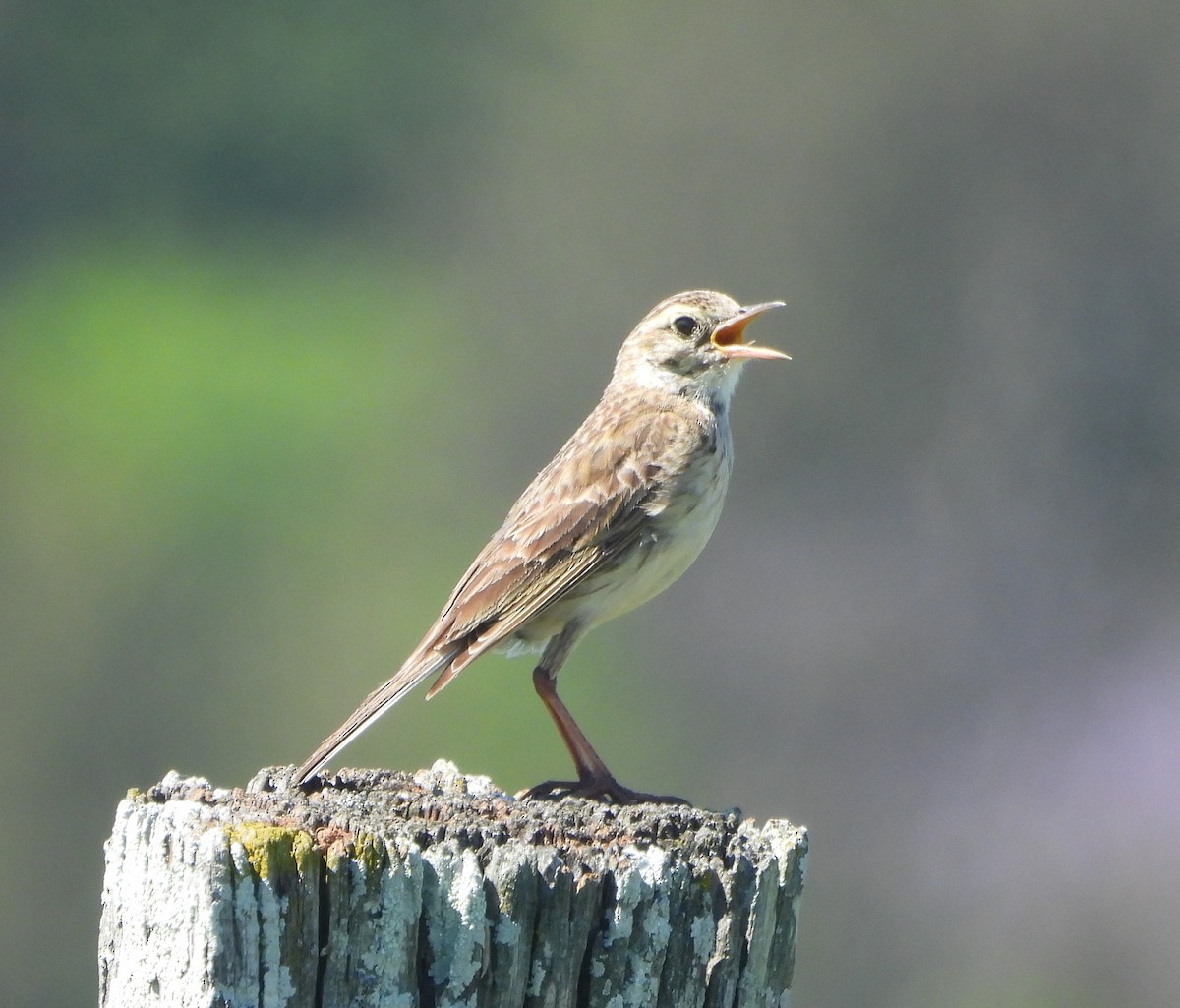 Australian Pipit - ML645203110