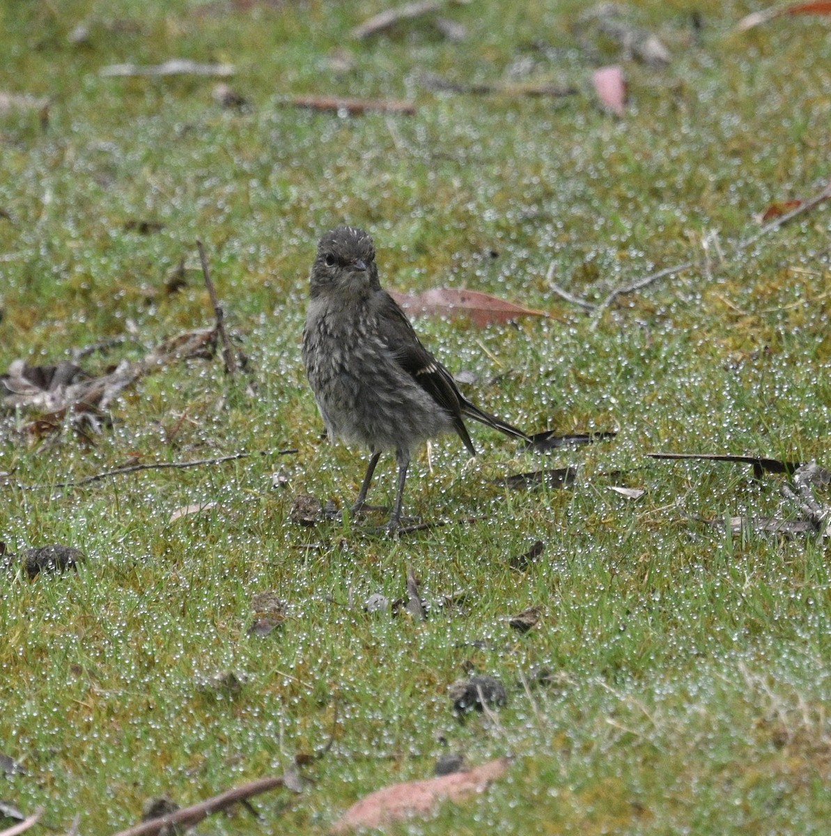 Королець брунатний - ML645203112