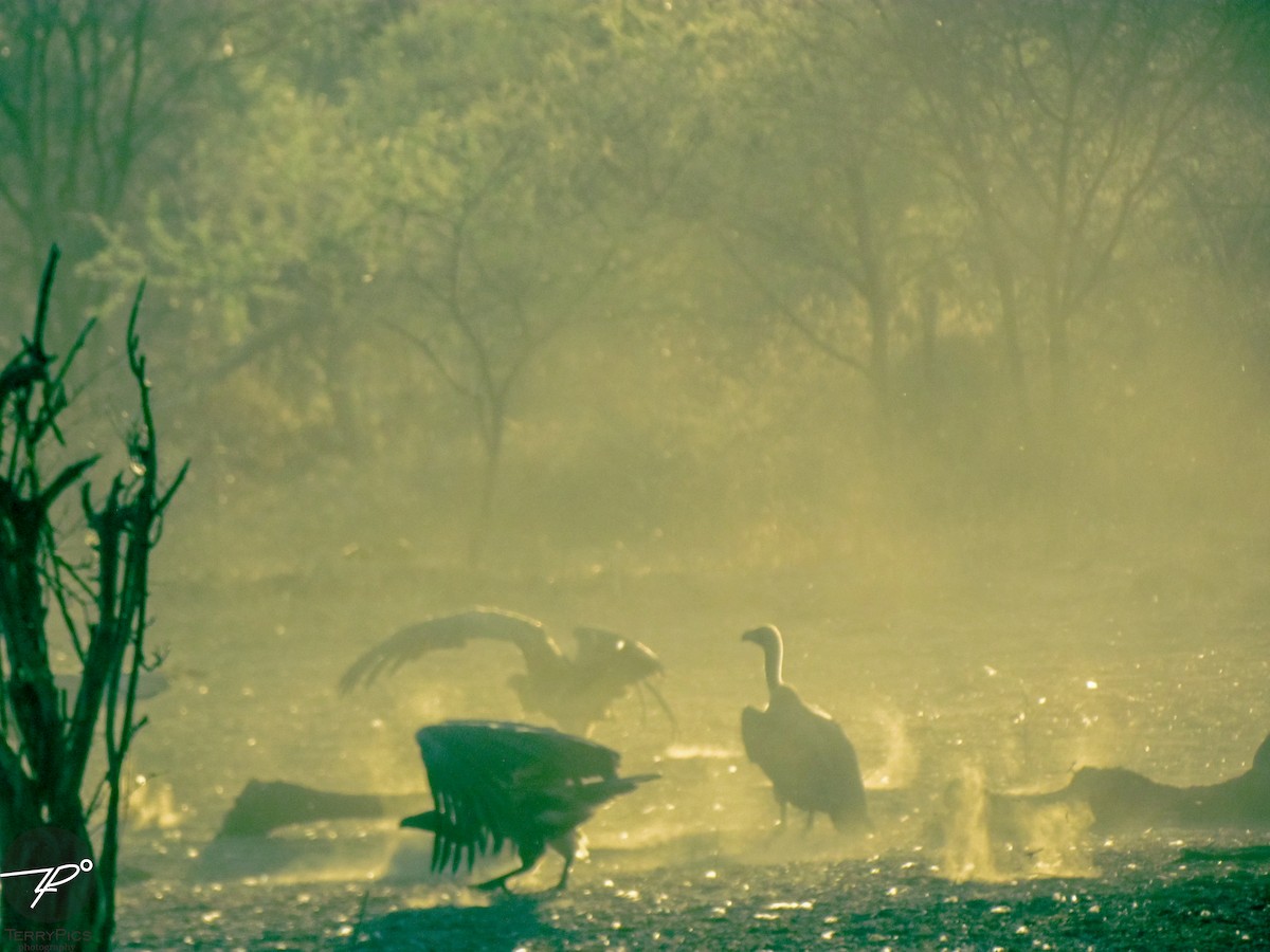 Ak Sırtlı Akbaba - ML645203113