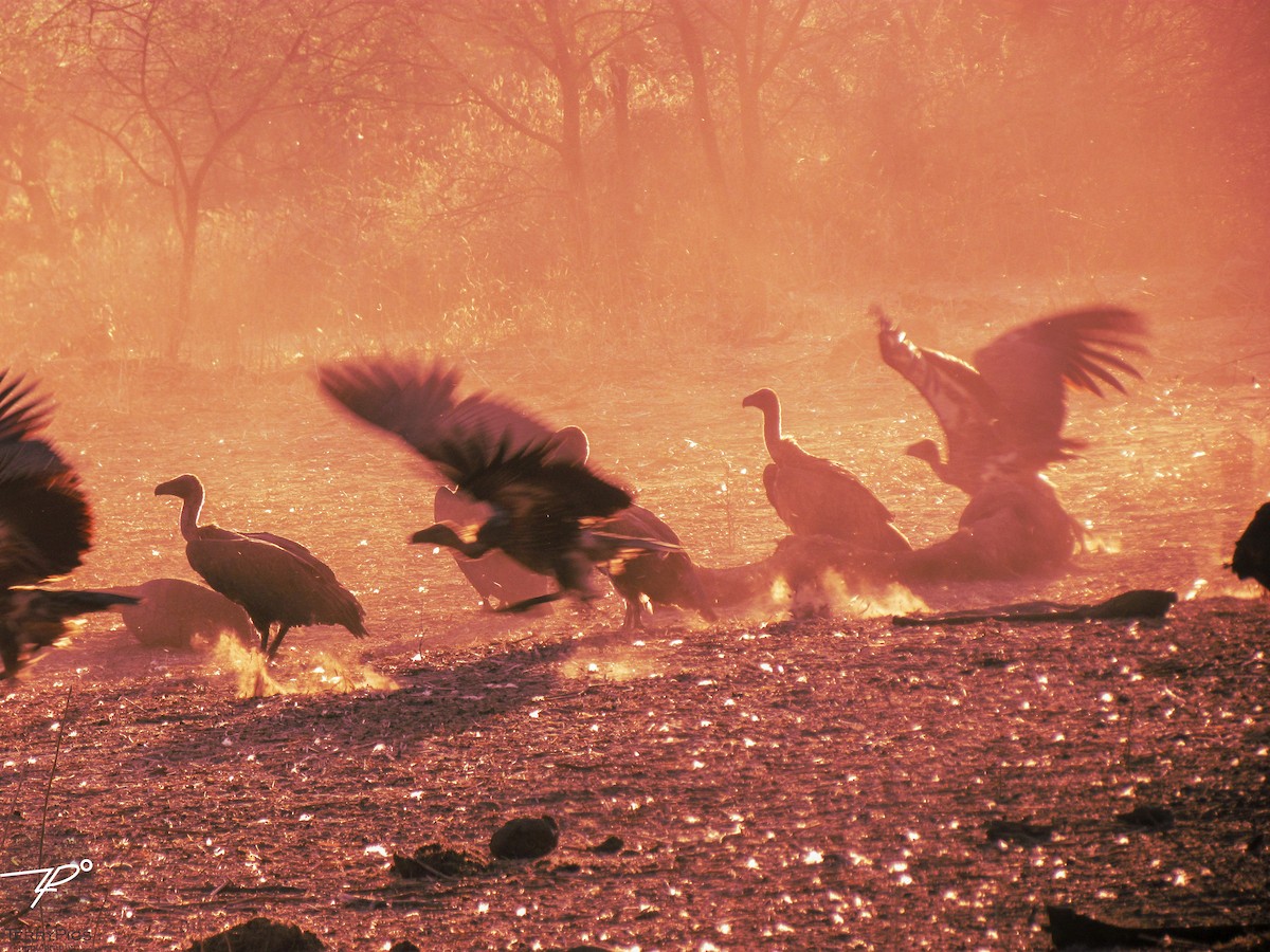 Ak Sırtlı Akbaba - ML645203114