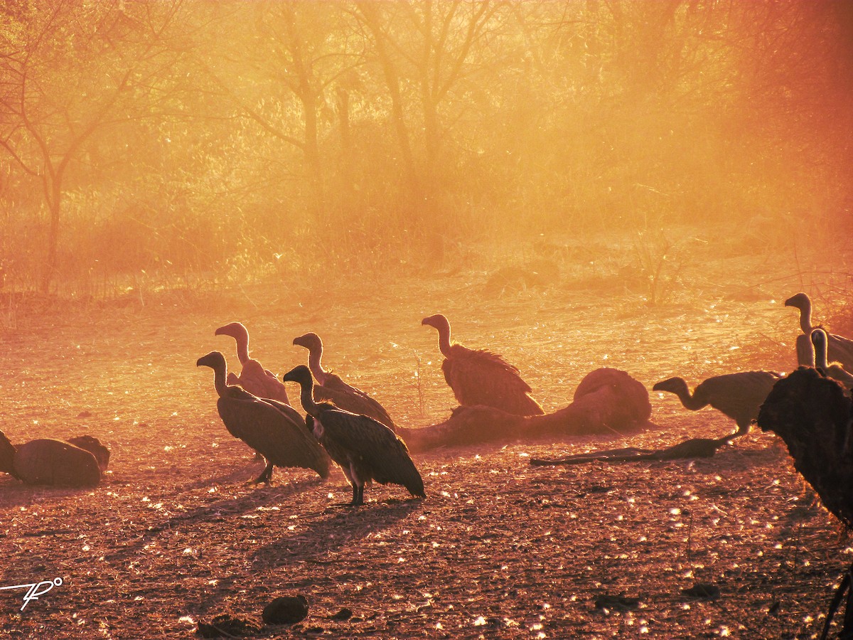 Ak Sırtlı Akbaba - ML645203115