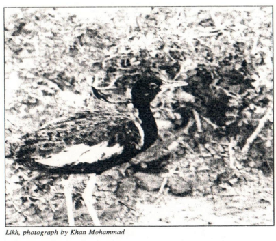 Outarde passarage - ML645203117