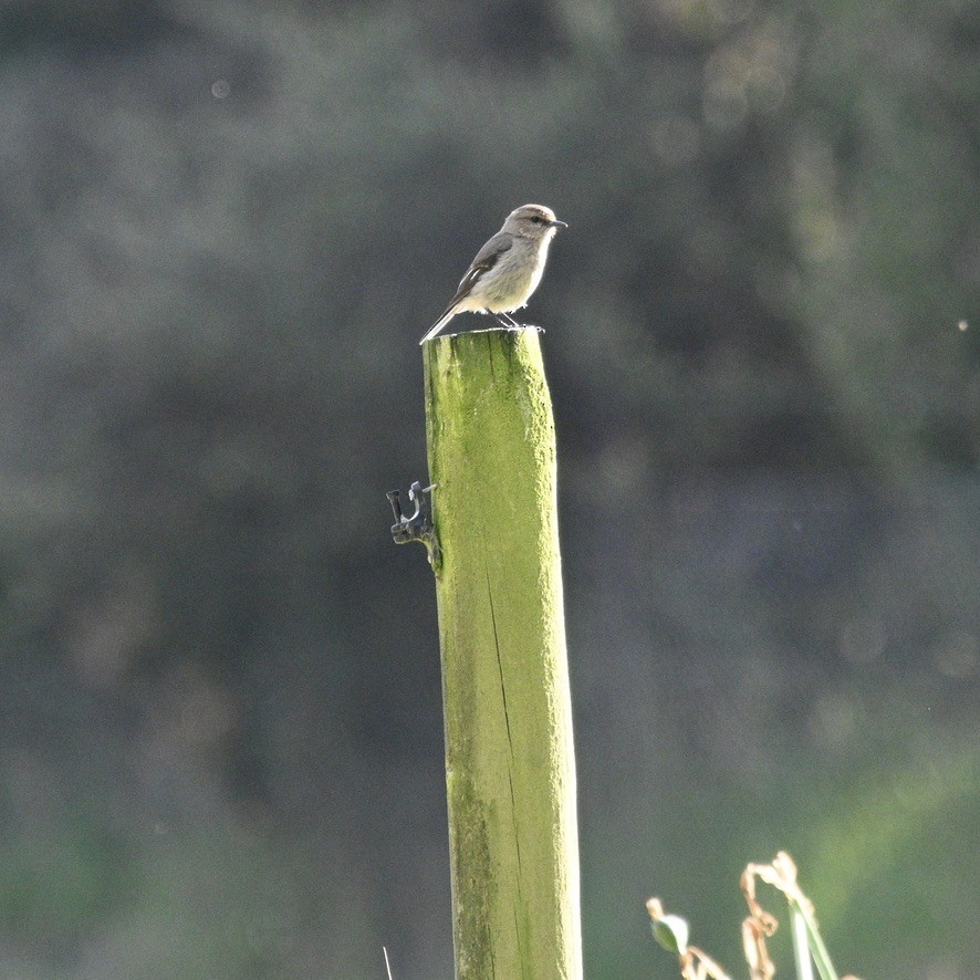 Королець брунатний - ML645203118