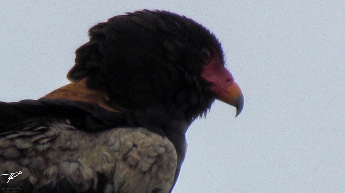 Bateleur - ML645203126