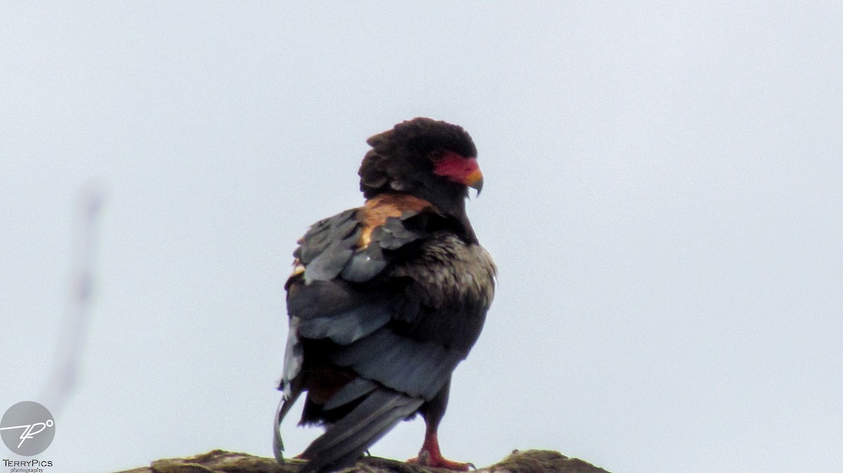 Bateleur - ML645203127