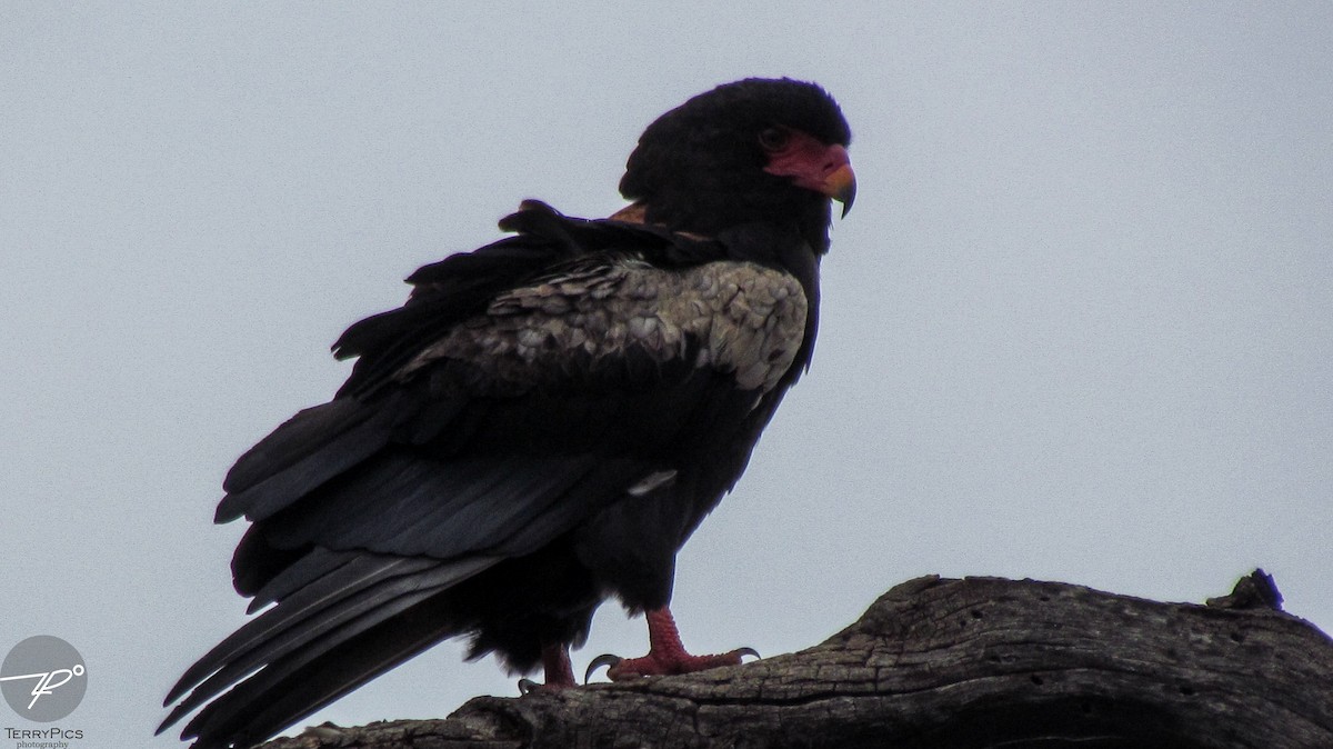Bateleur - ML645203128