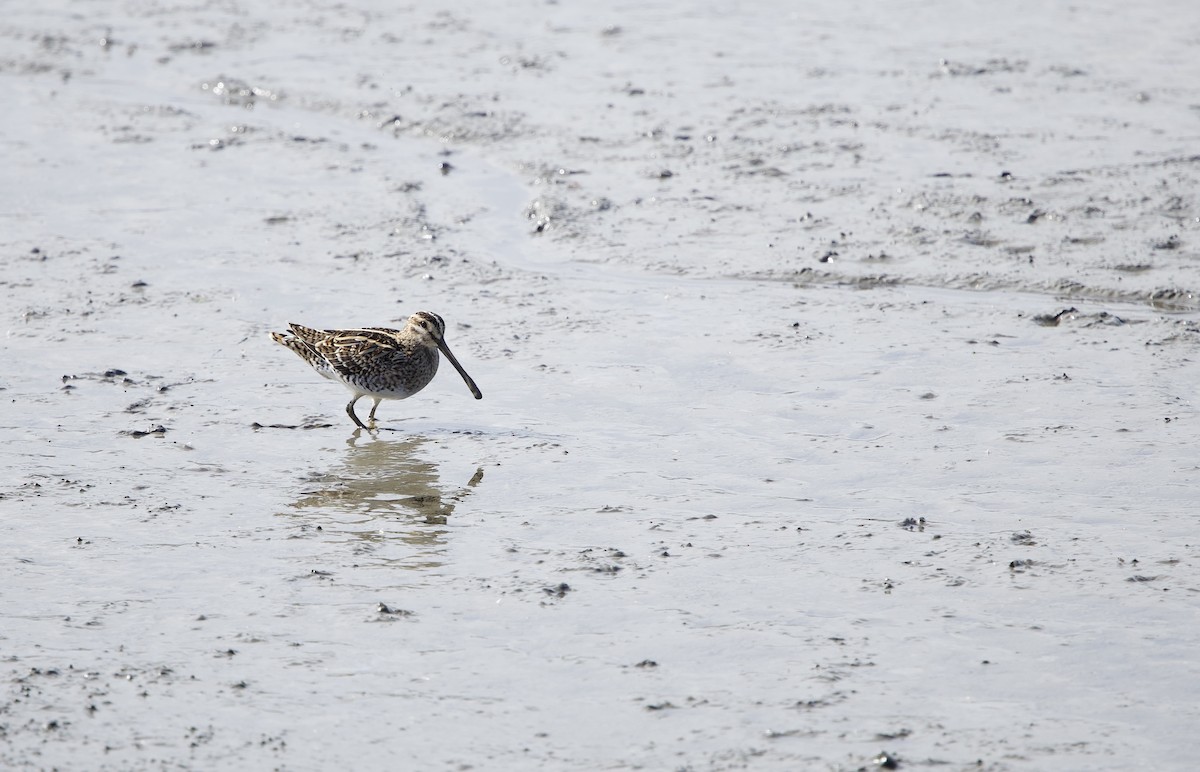 enkeltbekkasin - ML645203143