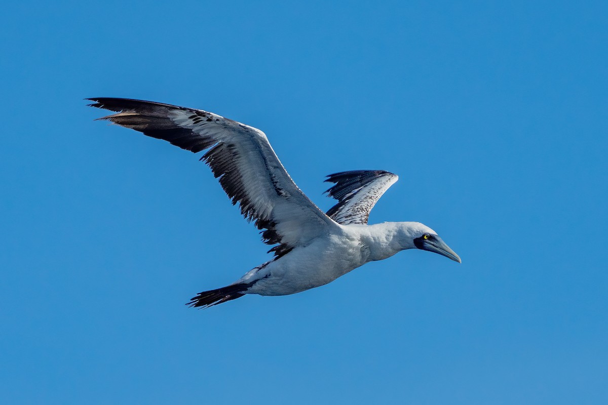 Masked Booby - ML645203144