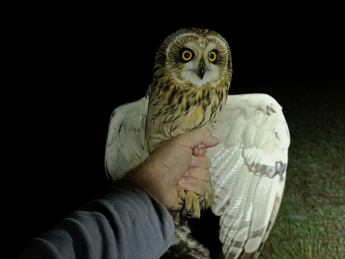 Hibou des marais - ML645203145