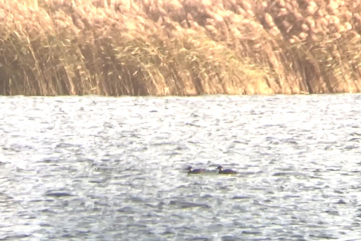 Ahatebeltz eurasiarra - ML645203146