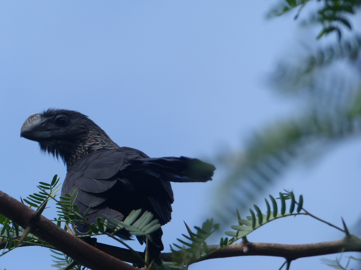 Smooth-billed Ani - ML645203150