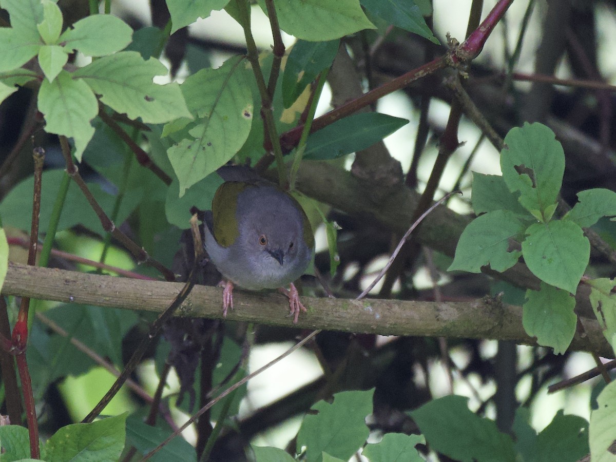 Green-backed Camaroptera - ML645203162