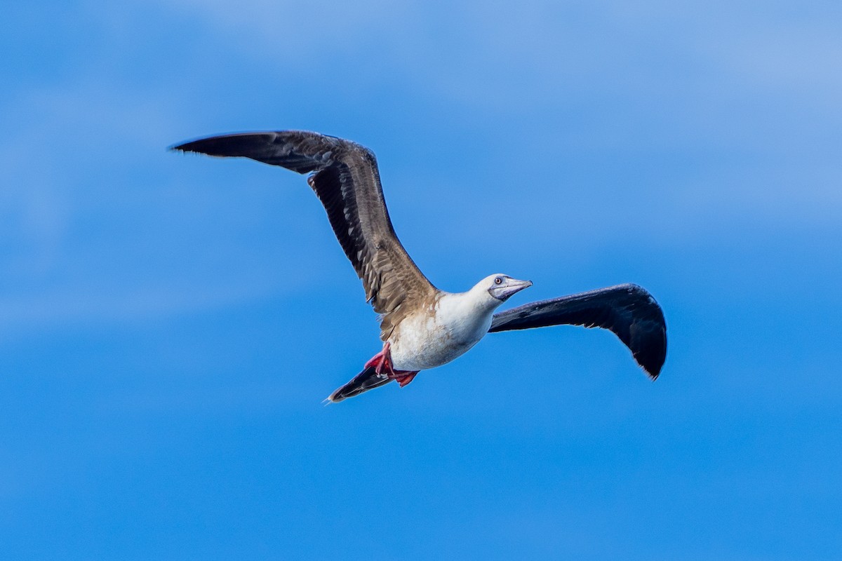 Rotfußtölpel - ML645203171