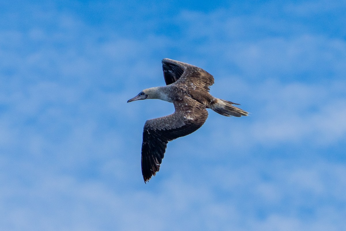 Rotfußtölpel - ML645203172