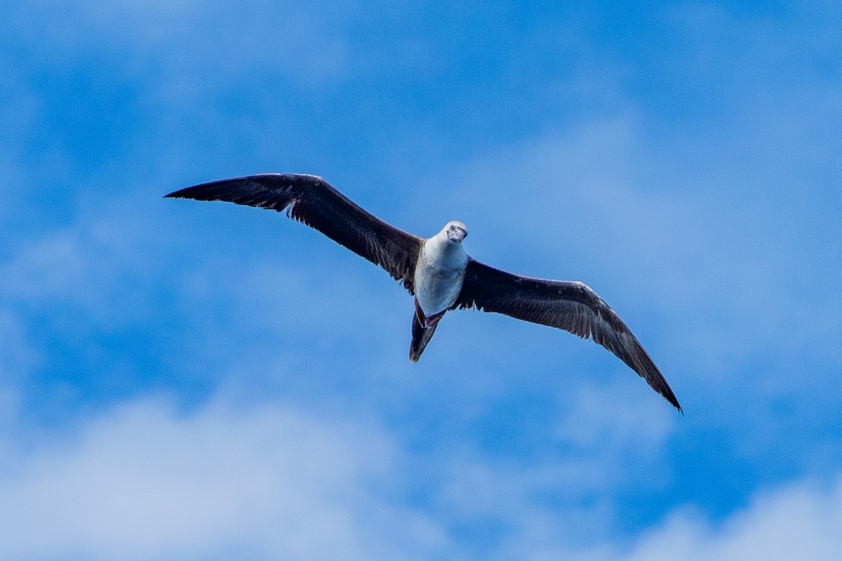 Rotfußtölpel - ML645203173