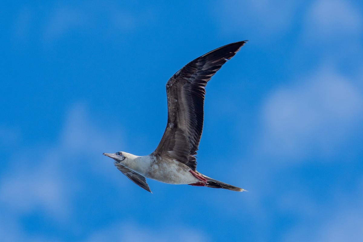 Rotfußtölpel - ML645203174