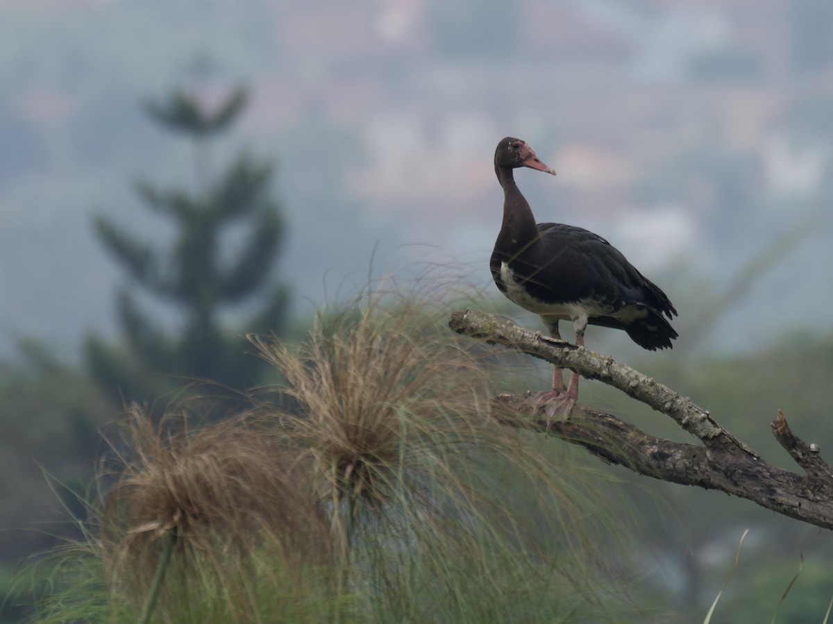 Spur-winged Goose - ML645203176