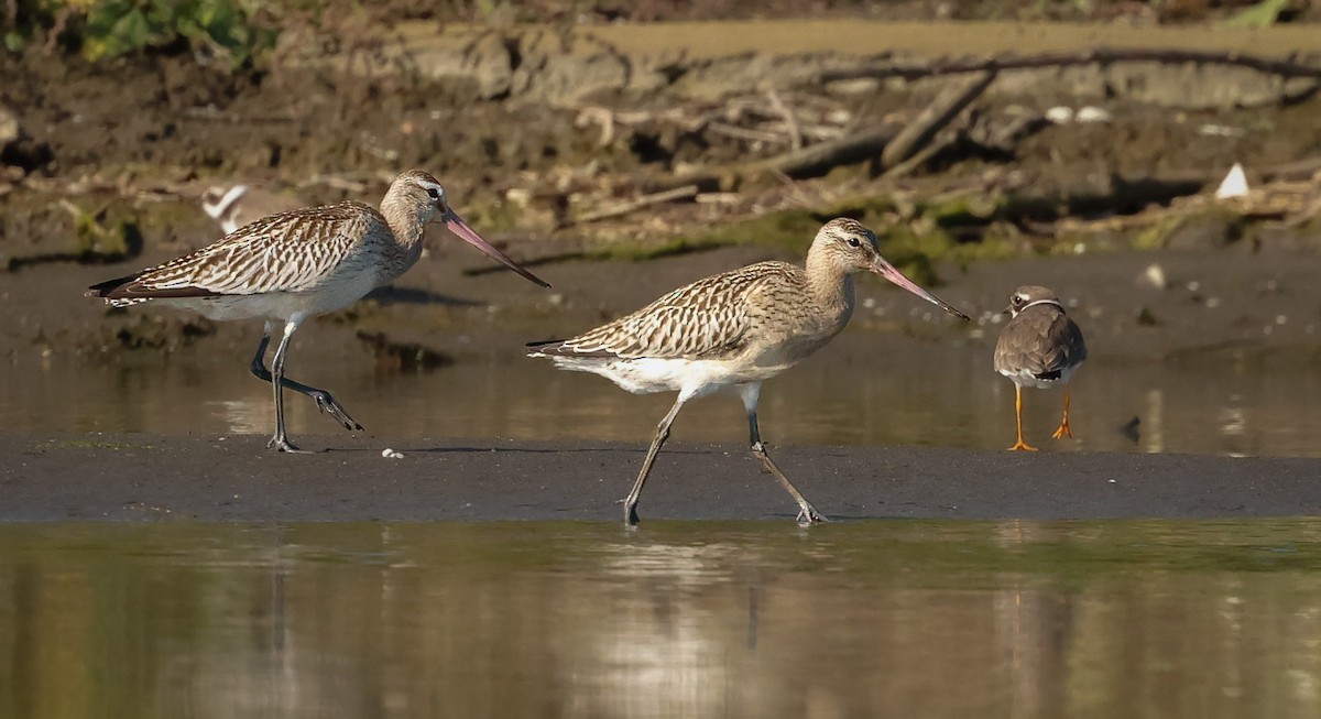 Bar-tailed Godwit - ML645203177