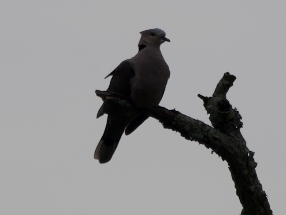 Red-eyed Dove - ML645203180