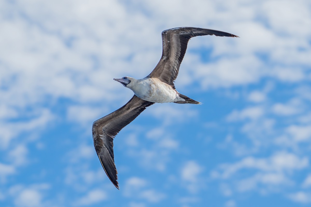 Rotfußtölpel - ML645203182