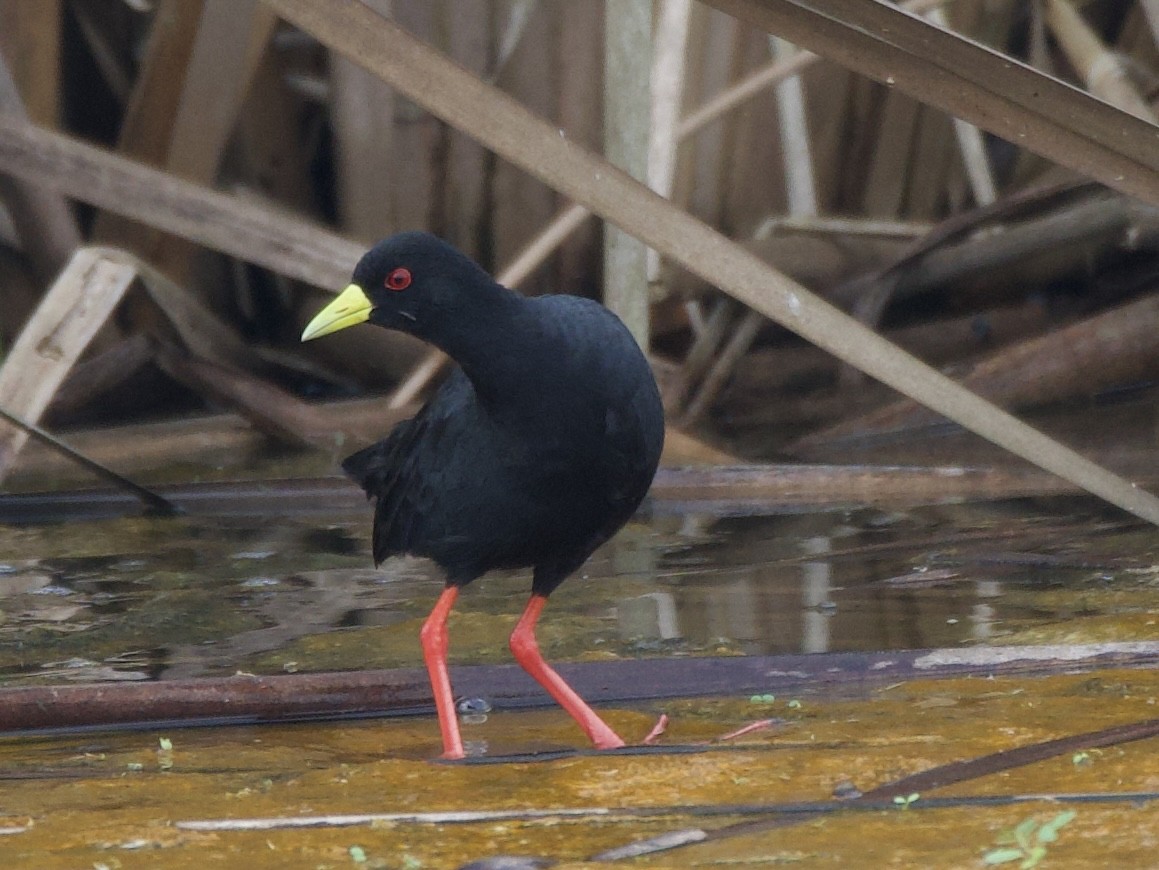 svartrikse - ML645203184