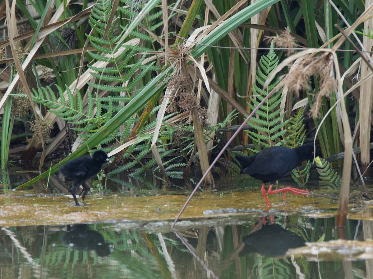 svartrikse - ML645203185