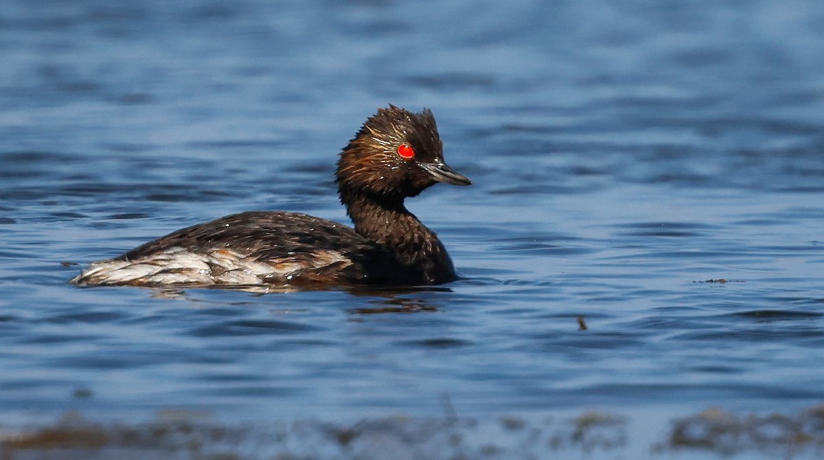 Eared Grebe - ML645203190