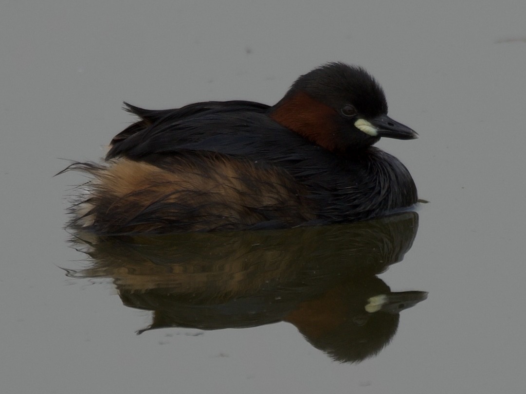 Little Grebe - ML645203191