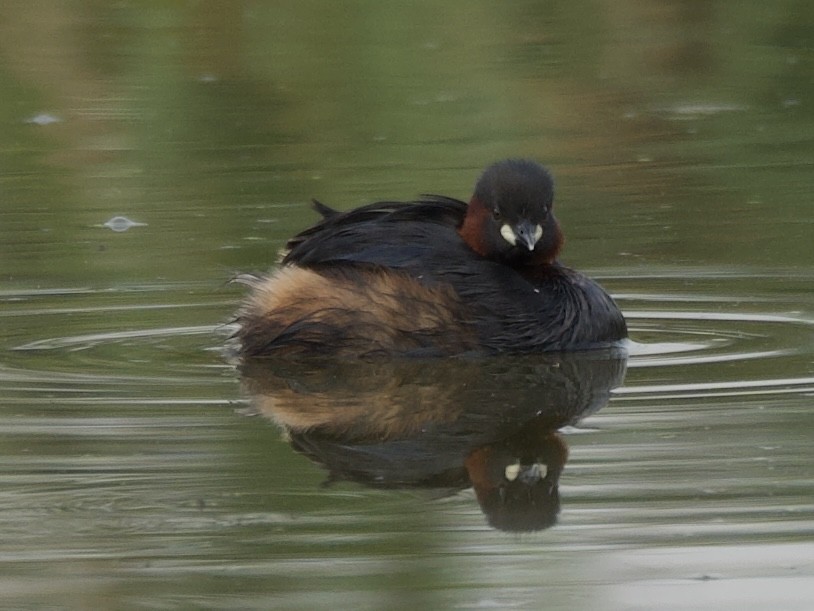 Little Grebe - ML645203192