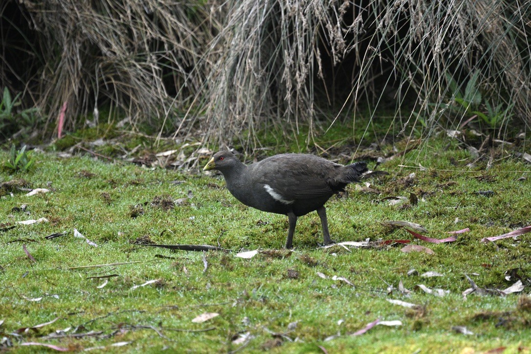 Tasmanian Nativehen - ML645203193