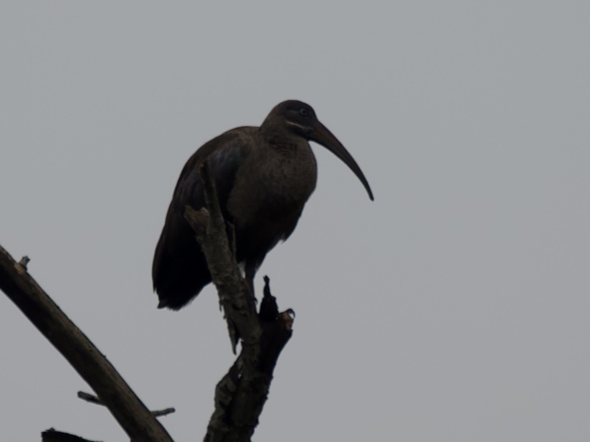 Hadada Ibis - ML645203194