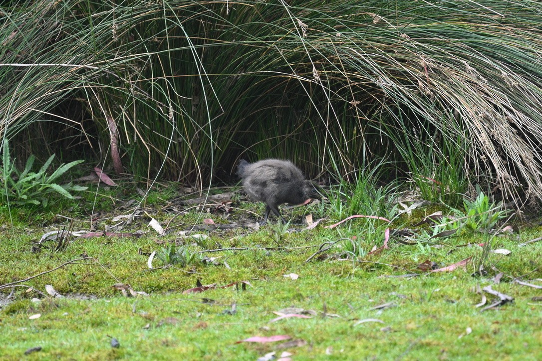 Tasmanian Nativehen - ML645203195
