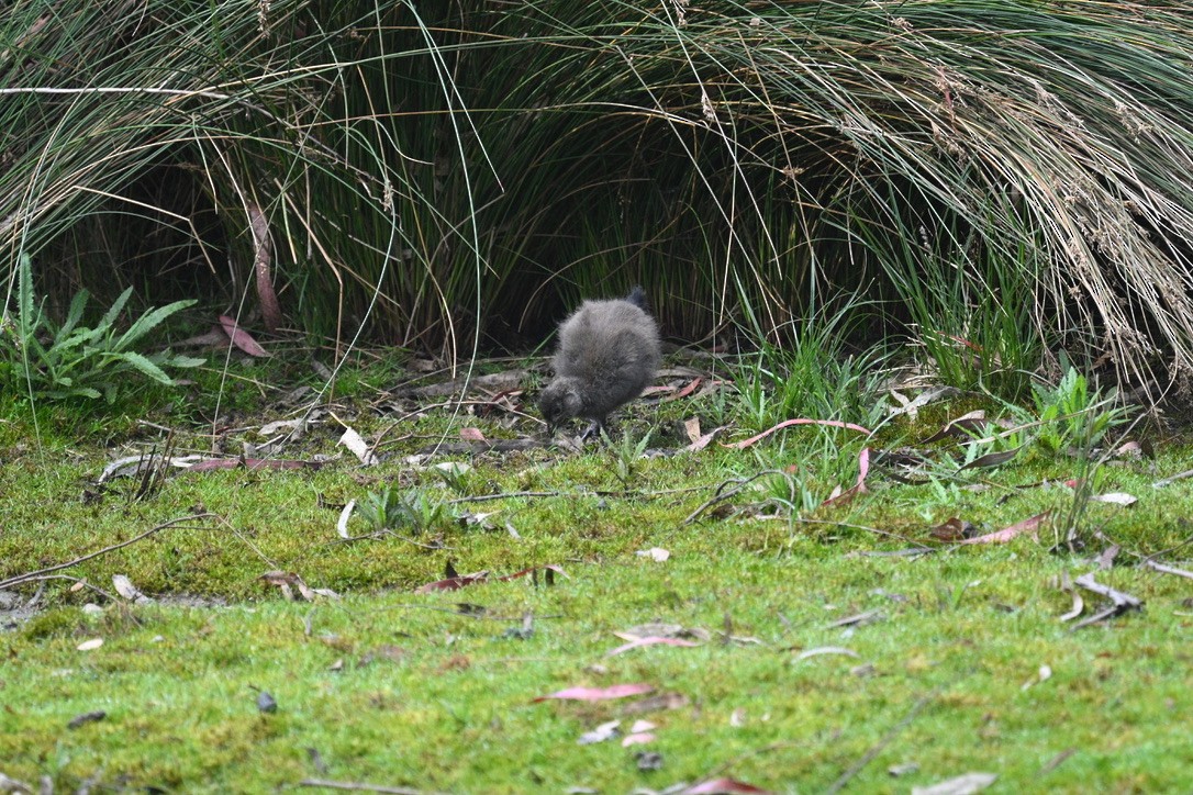 Tasmanian Nativehen - ML645203197
