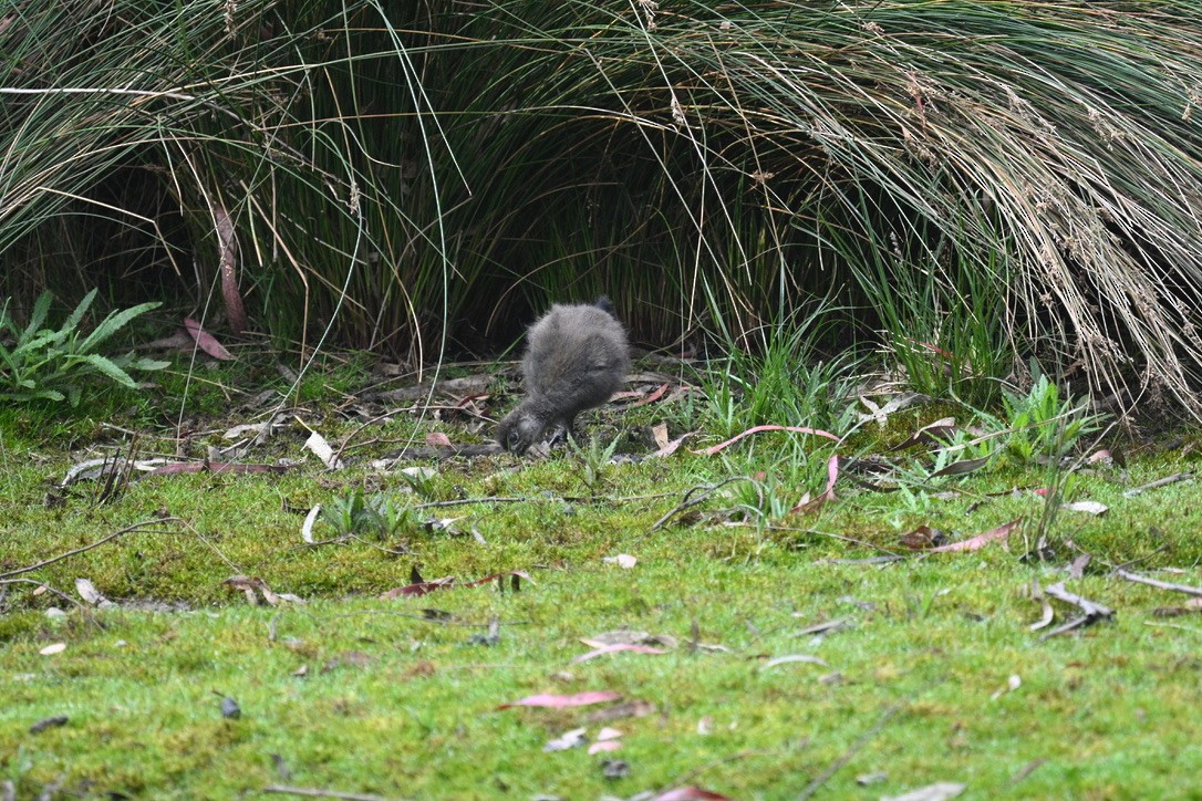 Tasmanian Nativehen - ML645203198