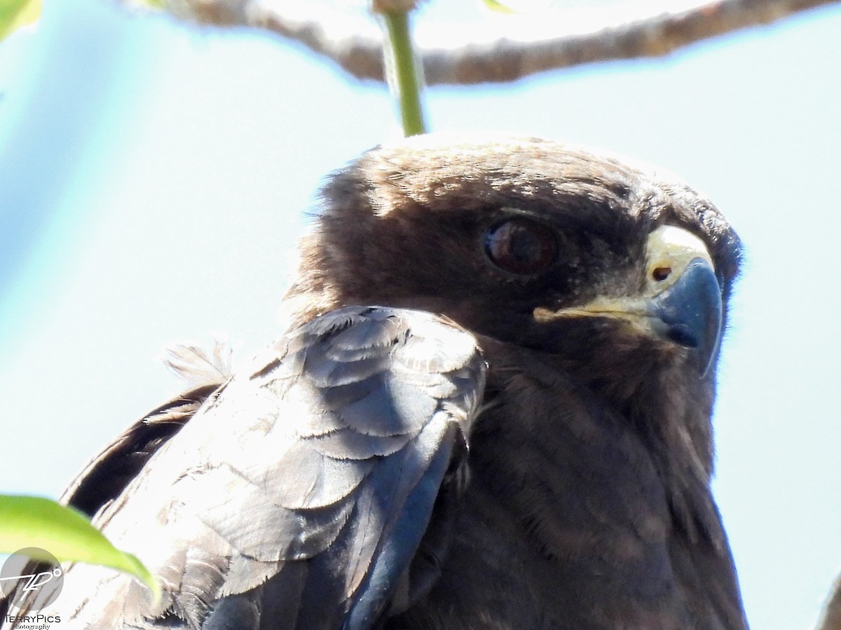 Brown Snake-Eagle - ML645203199