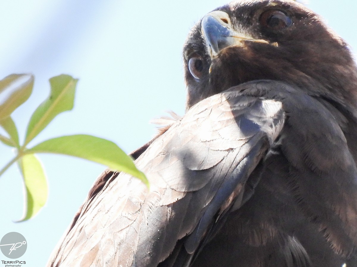 Brown Snake-Eagle - ML645203200