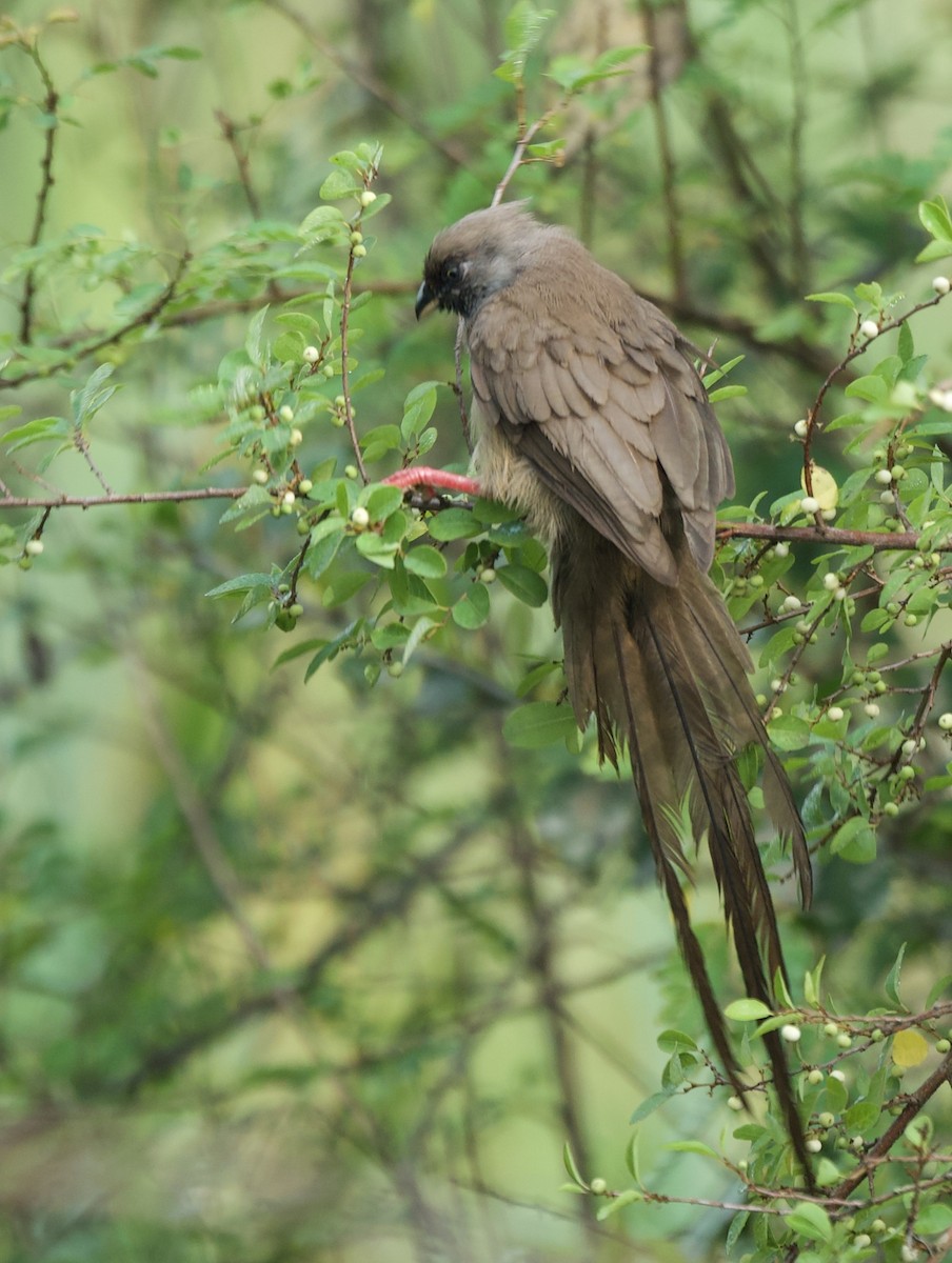 Speckled Mousebird - ML645203204