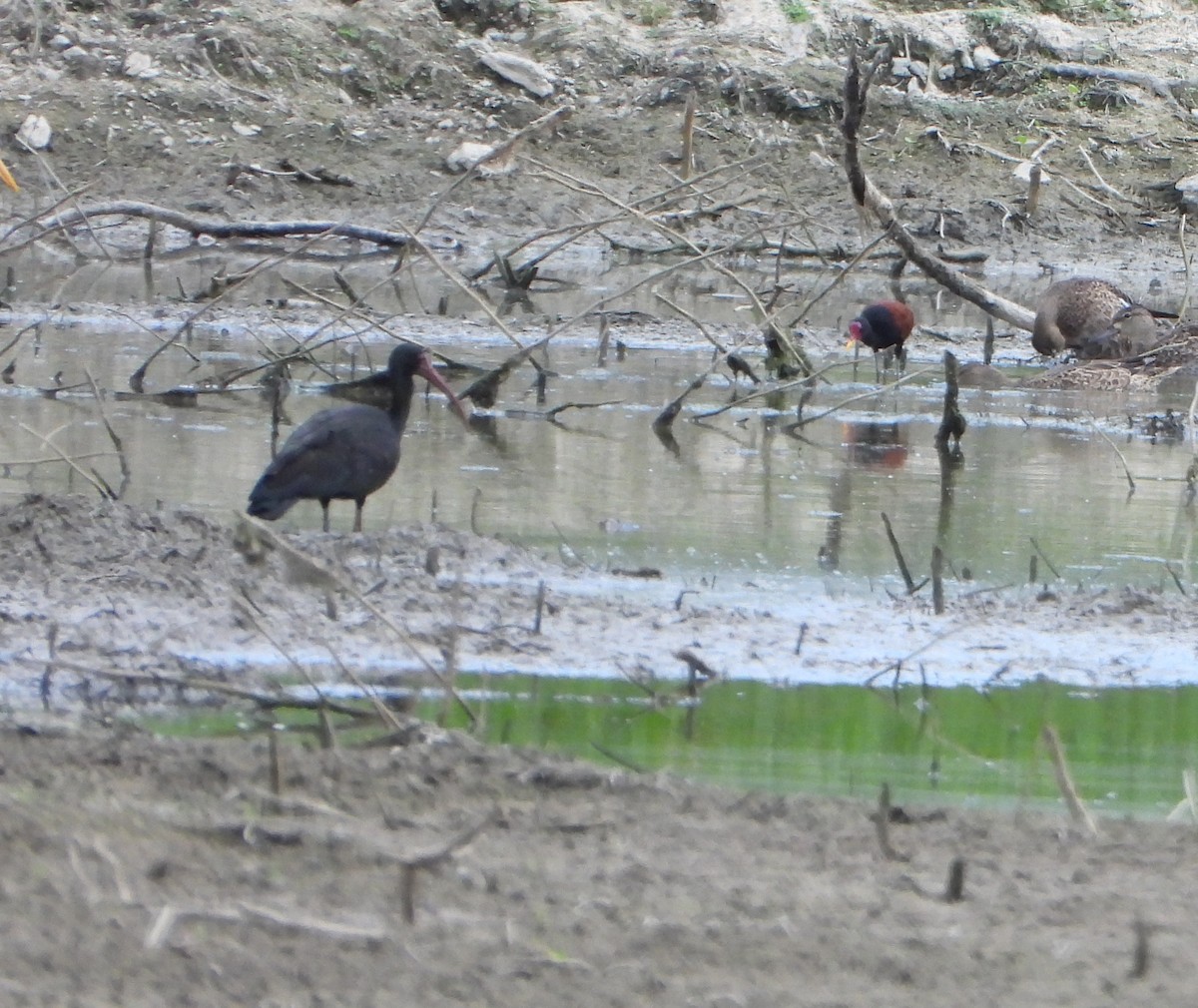 Ibis Afeitado - ML645203218