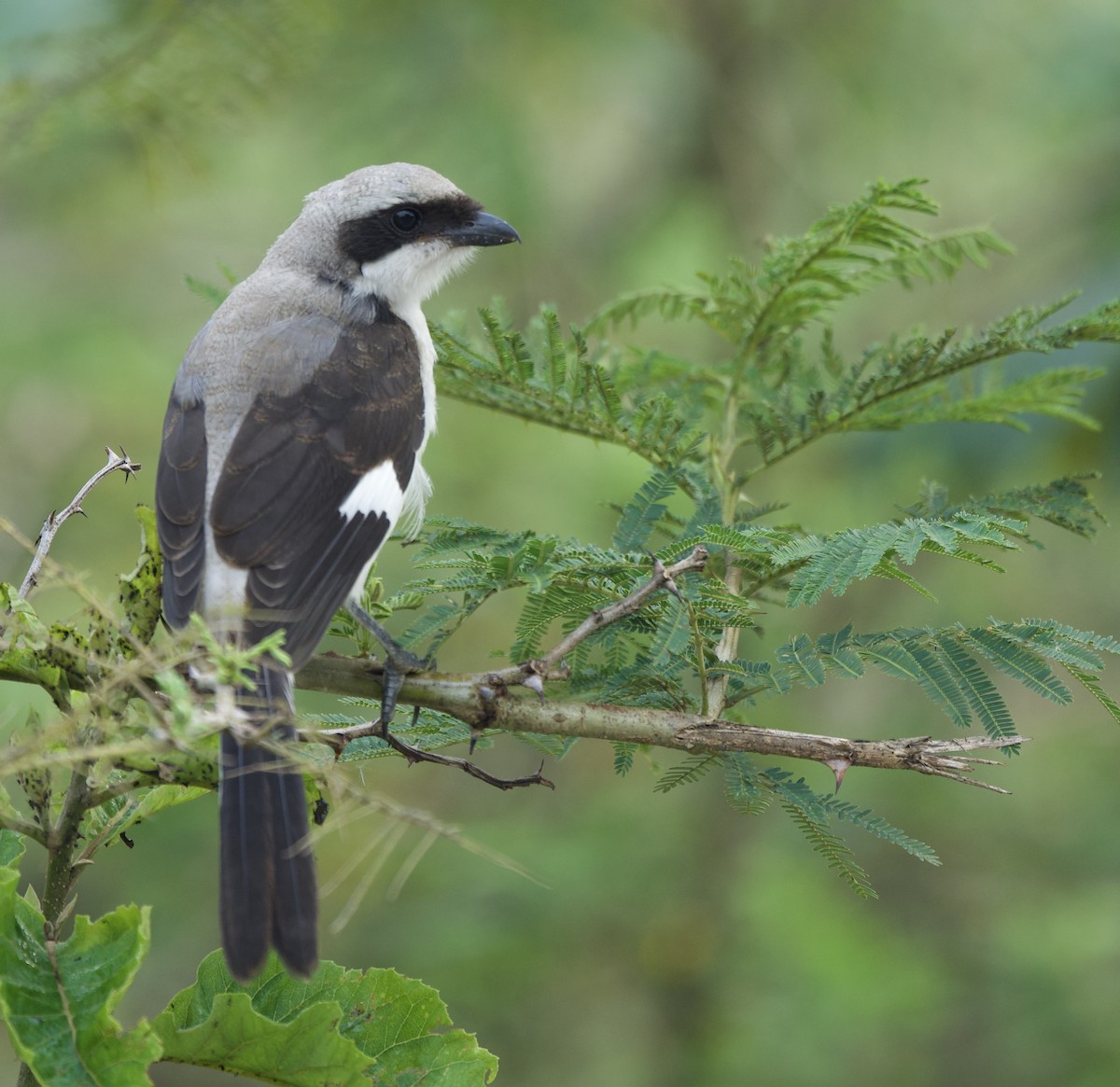 Gray-backed Fiscal - ML645203221